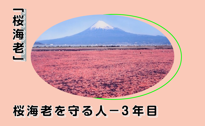 桜海老を次の世代につなぐために